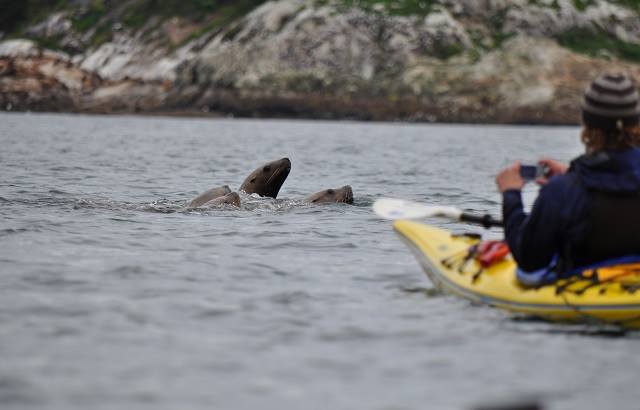 Seals pop to the surface to visit a passing group of kayakers